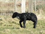 SX12435 Tiny little black lamb.jpg
